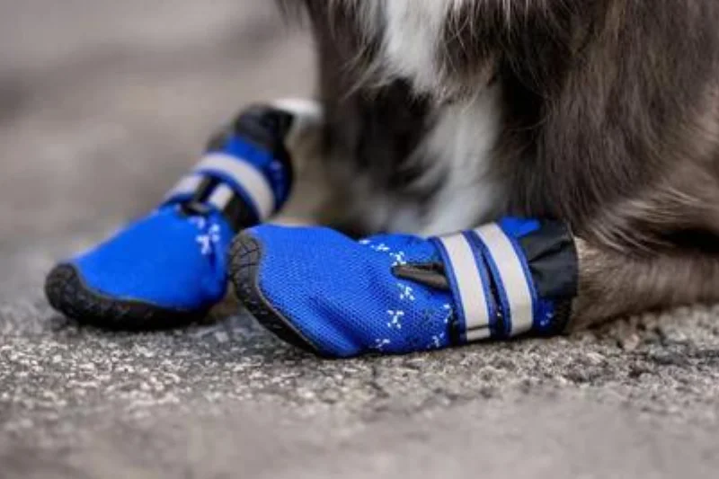 blue-dog-shoes
