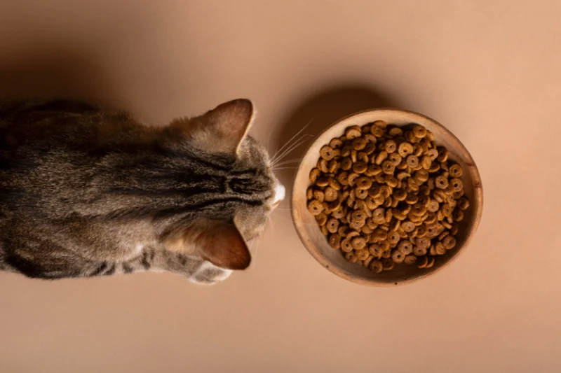 brown-cat-eating-kibble