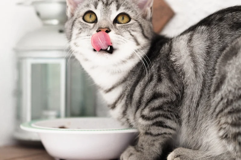 cat-licking-lips-from eating