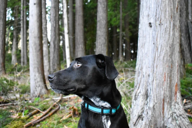 dog-in-the-wood-with-a-blue-reflective-collar
