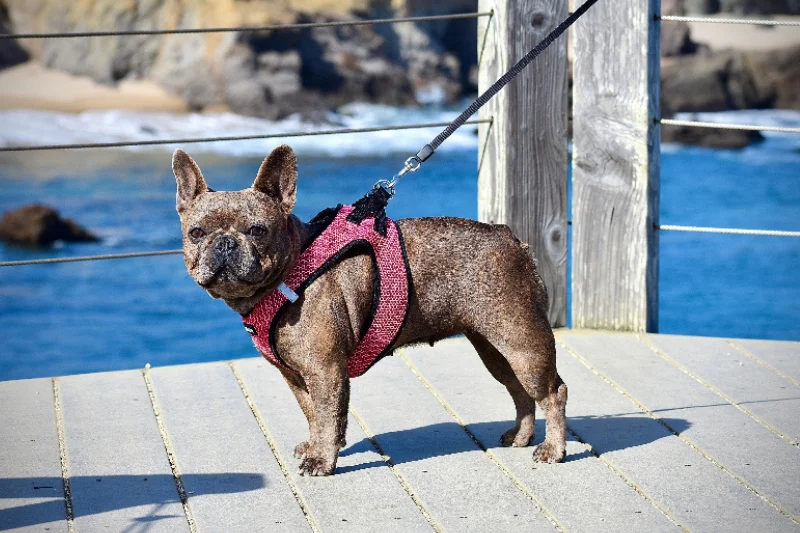 dog-next-to-the-sea-with-a-red-harness