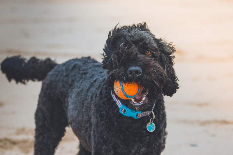 Dog on the beach with ball