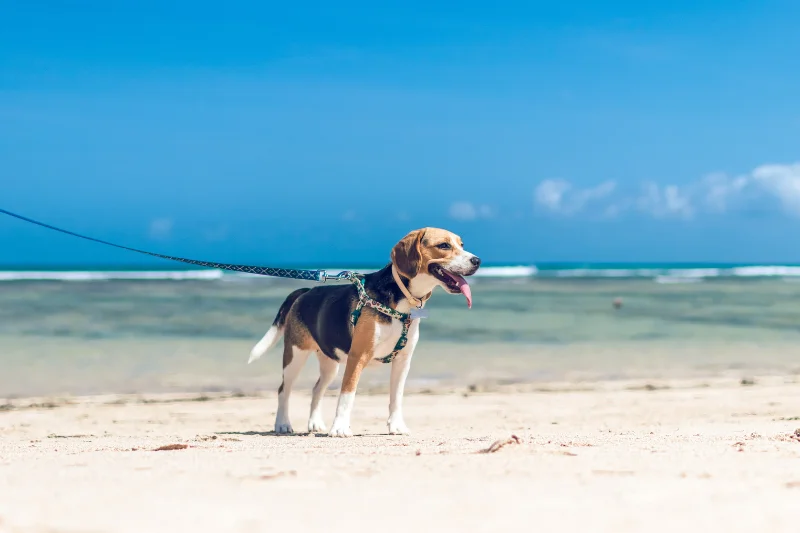 dog-walking-on-the-beach