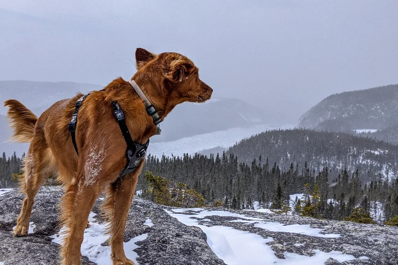 dog-wearing-a-harness-on-a-snowy-mountain