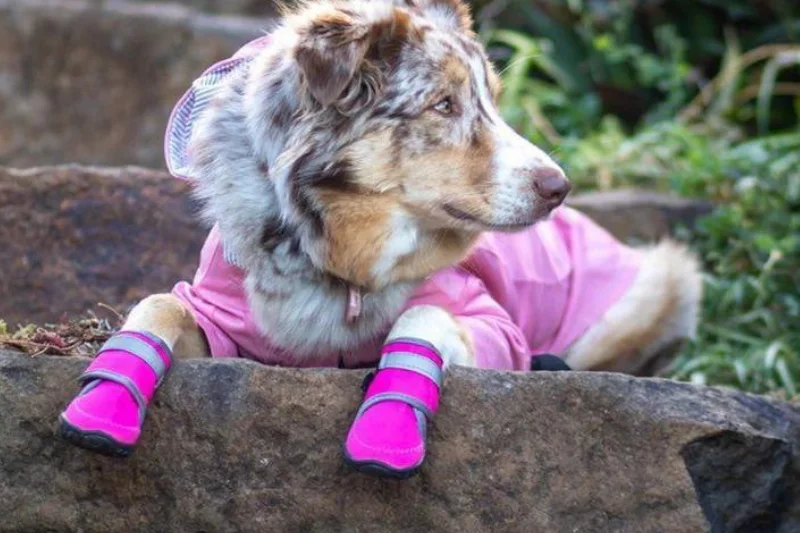 dog-wearing-pink-boots