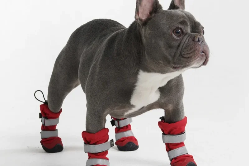 dog-wearing-red-shoes