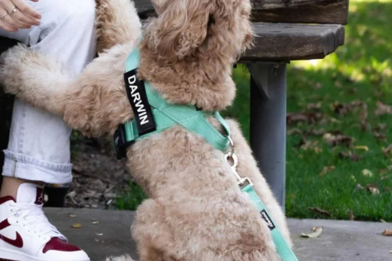 dog-with-a-turquoise-personalised-harness