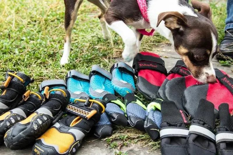 dog-with-lots-of-shoes