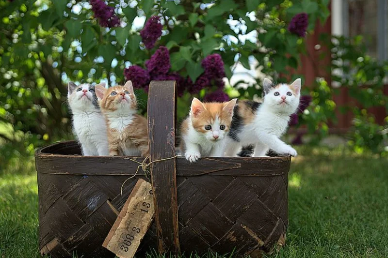 four-kittens-in-a-basket