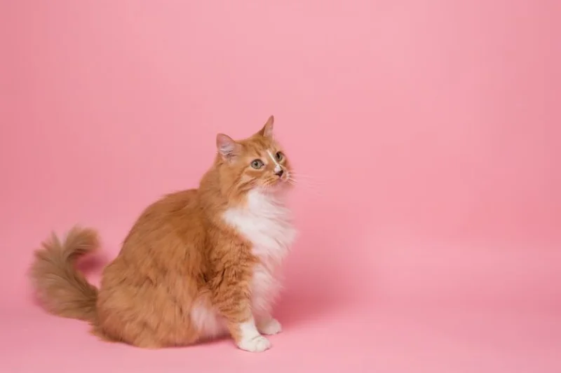 ginger-cat-with-pink-background