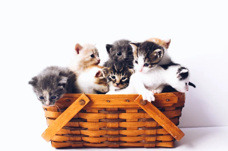 lots-of-kittens-in-a-basket