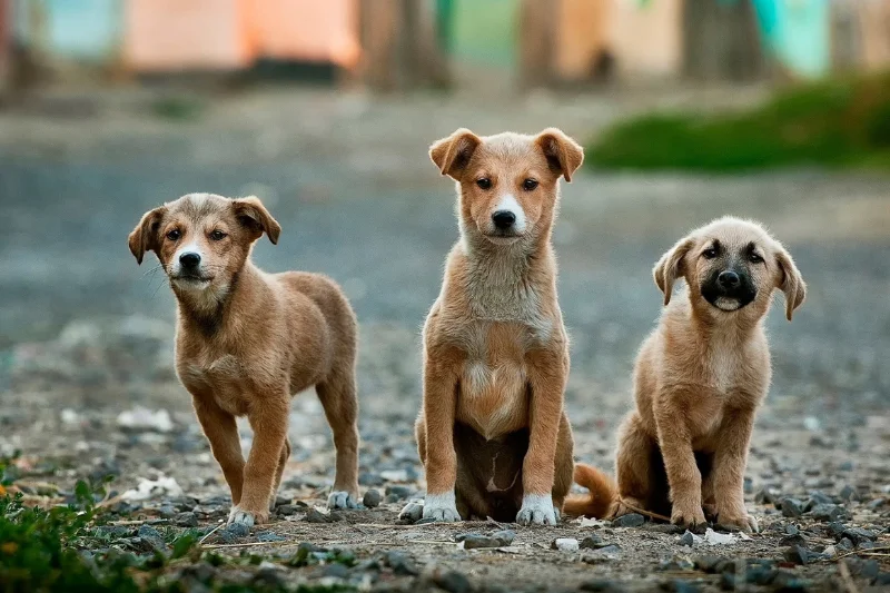 three-puppies