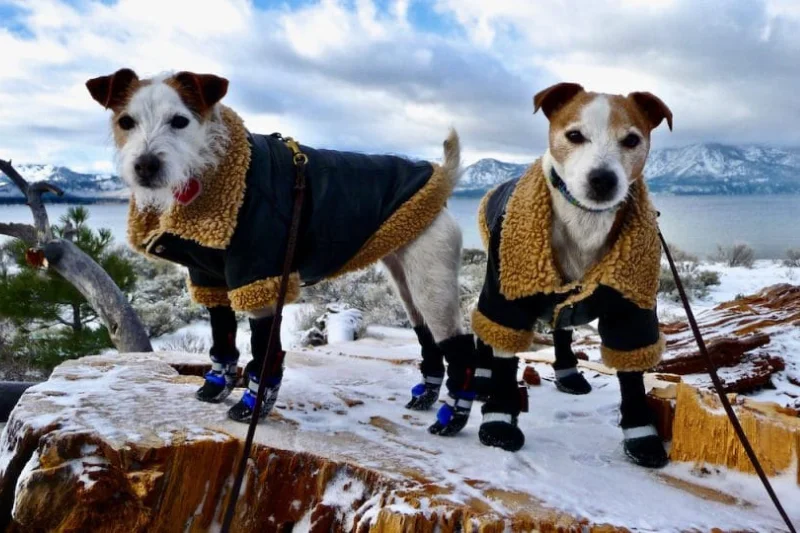two-dogs-in-the-snow