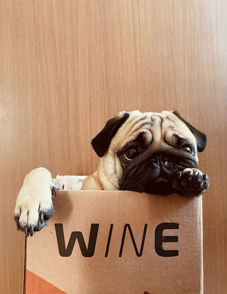 Dog in box