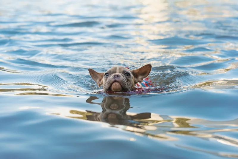 dog-swimming-in-the-water