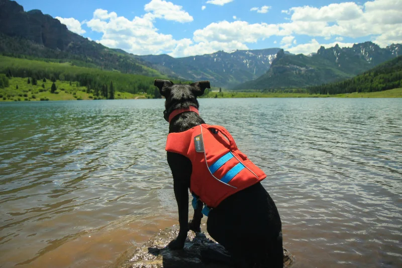 dog-wearing-life-jacket-looking-at-a-lake