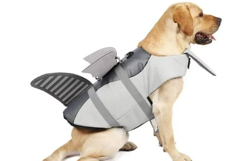 dog-wearing-a-gray-shark-dog-life-vest