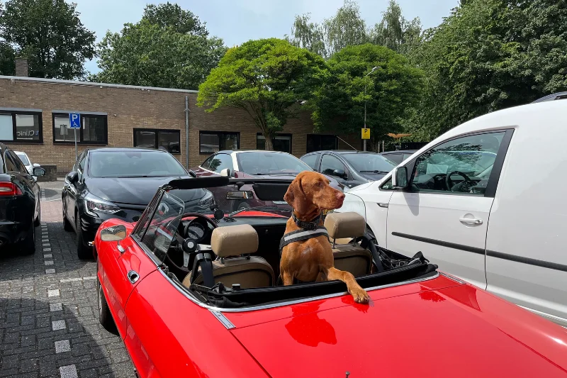 dog-in-a-convertible