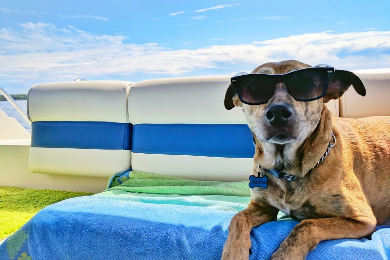 dog-on-a-boat-wearing-sunglasses
