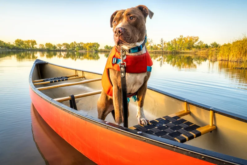 dog-on-a-canoe-wearing-a-life-jacket