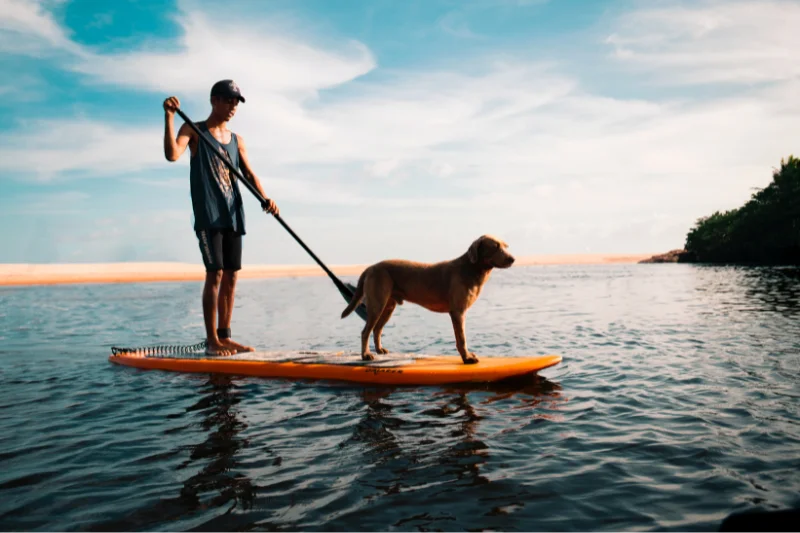 dog-on-a-paddle-board-with-its-owner